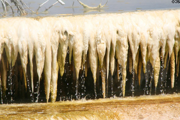 Outdoor stalactites of Minerva Terrace of Mammoth Hot Springs at Yellowstone National Park. WY.