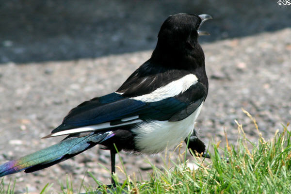 Black-billed Magpie (<i>Pica pica</i>) at Yellowstone National Park. WY.