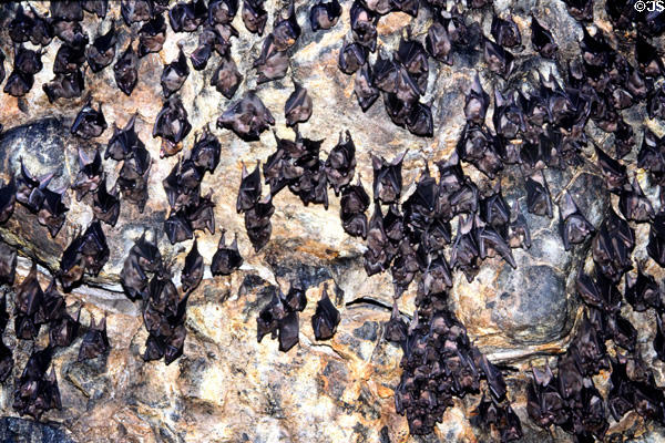 Bats cling to ceiling of Goa Lawah bat cave. Bali, Indonesia.