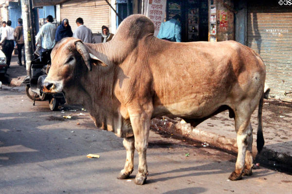 Sacred cow runs free on street in Chandri Chowk. Delhi, India.