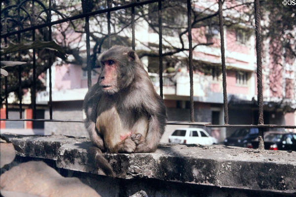 Rhesus monkey sitting on a stone fence. Delhi, India.