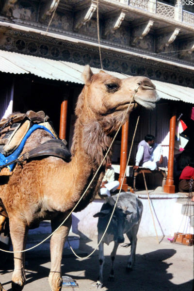 Camel on streets of Mandawa. Mandawa, India.