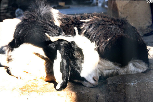 A goat asleep in Jaiselmer. India.