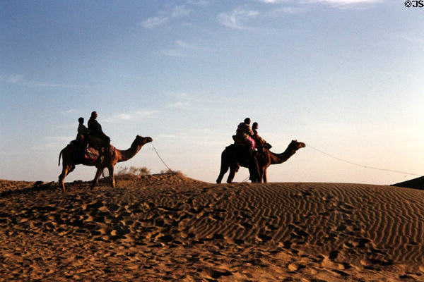 Camels the main mode of transport in Sam Sand Dunes National Park, West of Jaiselmer. India.
