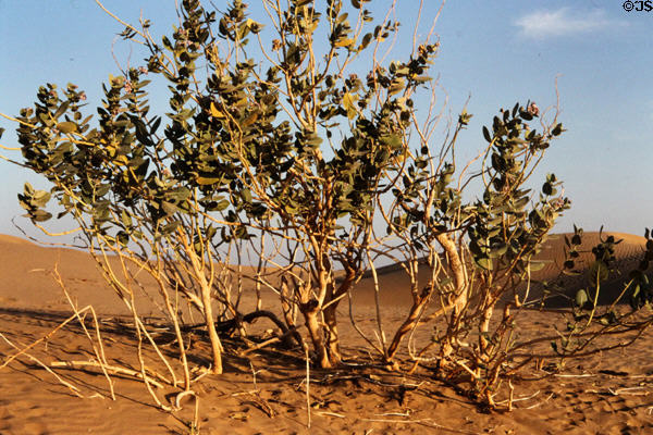 Rustic bush at Sam Sand Dunes. India.