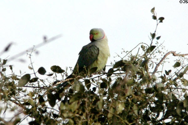 Roseringed parakeet (<i>Psittacula krameri</i>) at Sardar Sammand. India.