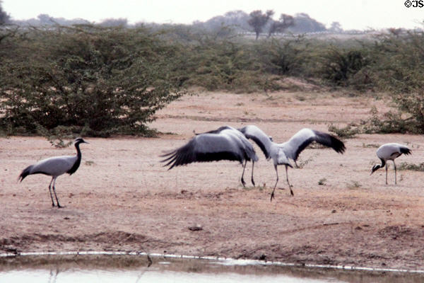 Demoiselle Cranes (<i>Grus virgo</i>) along route south of Jodhpur. India.