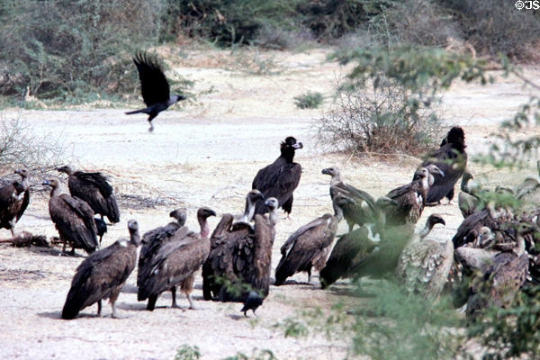 Vultures south of Jodhpur. India.