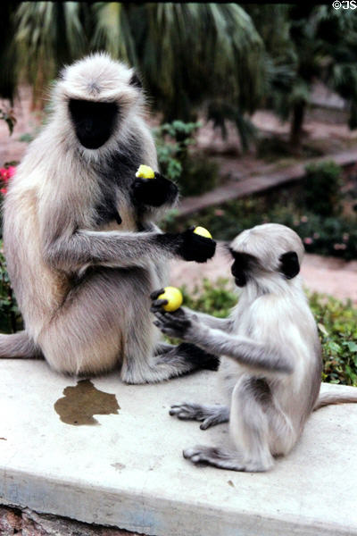 Langur monkeys eating fruit on a wall in Jodhpur. India.