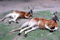 Pair of reclining red kangaroos flex their muscles in Melbourne Zoo. Melbourne, Australia