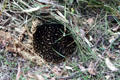 Echidna or spiny anteater native to Australia in wild north of Melbourne. Australia.