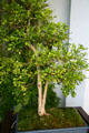Bonsai tree in gardens of Dr. Sun Yat-Sen Chinese Garden. Vancouver, BC.