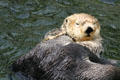 Sea otter at Stanley Park Aquarium. Vancouver, BC