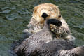 Sea otter at Stanley Park Aquarium. Vancouver, BC.