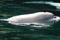 Beluga whale at Stanley Park Aquarium. Vancouver, BC.