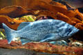 Blue Rockfish at Stanley Park Aquarium. Vancouver, BC.