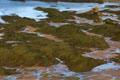 Seaweed on shore of Bay of Fundy. NB.