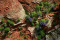 Blue flowers on rocks at St. Martins cave. NB.