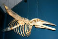 Minke Whale skeleton at New Brunswick Museum. Saint John, NB.