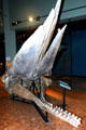 Sperm Whale skeleton at New Brunswick Museum. Saint John, NB.