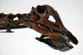 Skull detail of Sauropod dinosaur skeleton at Royal Ontario Museum. Toronto, ON.