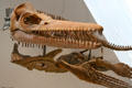 Fossil plesiosaur skeleton cast from Late Cretaceous at Royal Ontario Museum. Toronto, ON.