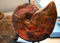 Fossil ammonite at Royal Ontario Museum. Toronto, ON.
