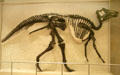 Hadrosaur duckbill dinosaur skeleton from Late Cretaceous at Royal Ontario Museum. Toronto, ON.
