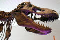 <i>Tyrannosaurus rex</i> skull from Late Cretaceous at Royal Ontario Museum. Toronto, ON.