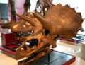 Horned dinosaur skull from Late Cretaceous at Royal Ontario Museum. Toronto, ON.