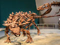 Ankylosaur dinosaur skeleton at Royal Ontario Museum. Toronto, ON.