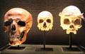 Carved miniature skulls from Germany at Art Gallery of Ontario. Toronto, ON.