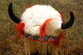 Plains Cree horned headdress at Royal Saskatchewan Museum. Regina, SK.