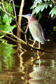 Green Heron on a branch above the water in Tortuguero. Costa Rica.