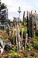 Cactus in Palm Gardens with communication tower in the background. Frankfurt am Main, Germany.