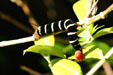 Large caterpillar in Dominica Botanic Gardens. Roseau, Dominica.