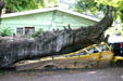 School bus crushed by fallen Baobab tree during 1960s hurricane in Dominica Botanic Gardens. Roseau, Dominica.