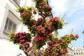 Flowering tree. Dillingen, Germany.
