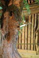 Sword thrust in tree in room replicating Hunding's dwelling in Opera Walküre at Linderhof Castle. Ettal, Germany.
