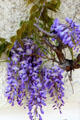 Details of wisteria branch & blossom. Isny im Allgäu, Germany.