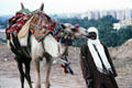 Camel & handler for tourist photos at pyramids. Giza, Egypt.