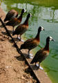 Ducks in zoo at Citadel. Besançon, France.