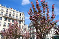 Flowering trees at Paris City Hall. Paris, France.