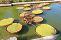 Lilly pads in ornamental pond at Villa Ephrussi de Rothschild. Saint Jean Cap Ferrat, France.