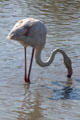 Greater Flamingo at Camargue. France.