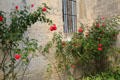 Roses at Saint-Paul Asylum. Saint-Rémy-de-Provence, France.