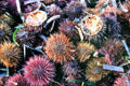 Sea urchins for sale in old port. Marseille, France.