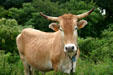 Typical Guadeloupe breed of cow. Guadeloupe