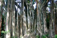 Banyan tree roots at Deshaies Botanic Gardens. Deshaies, Guadeloupe.