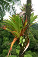 Parasitic plant in rain forest of La Soufrière volcano. Guadeloupe.